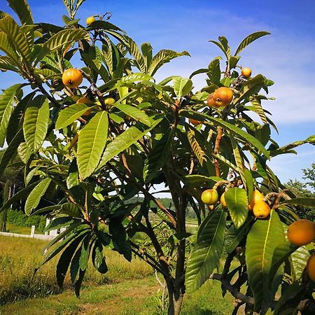 Masseria Le Querciole Fauglia Zewnętrze zdjęcie