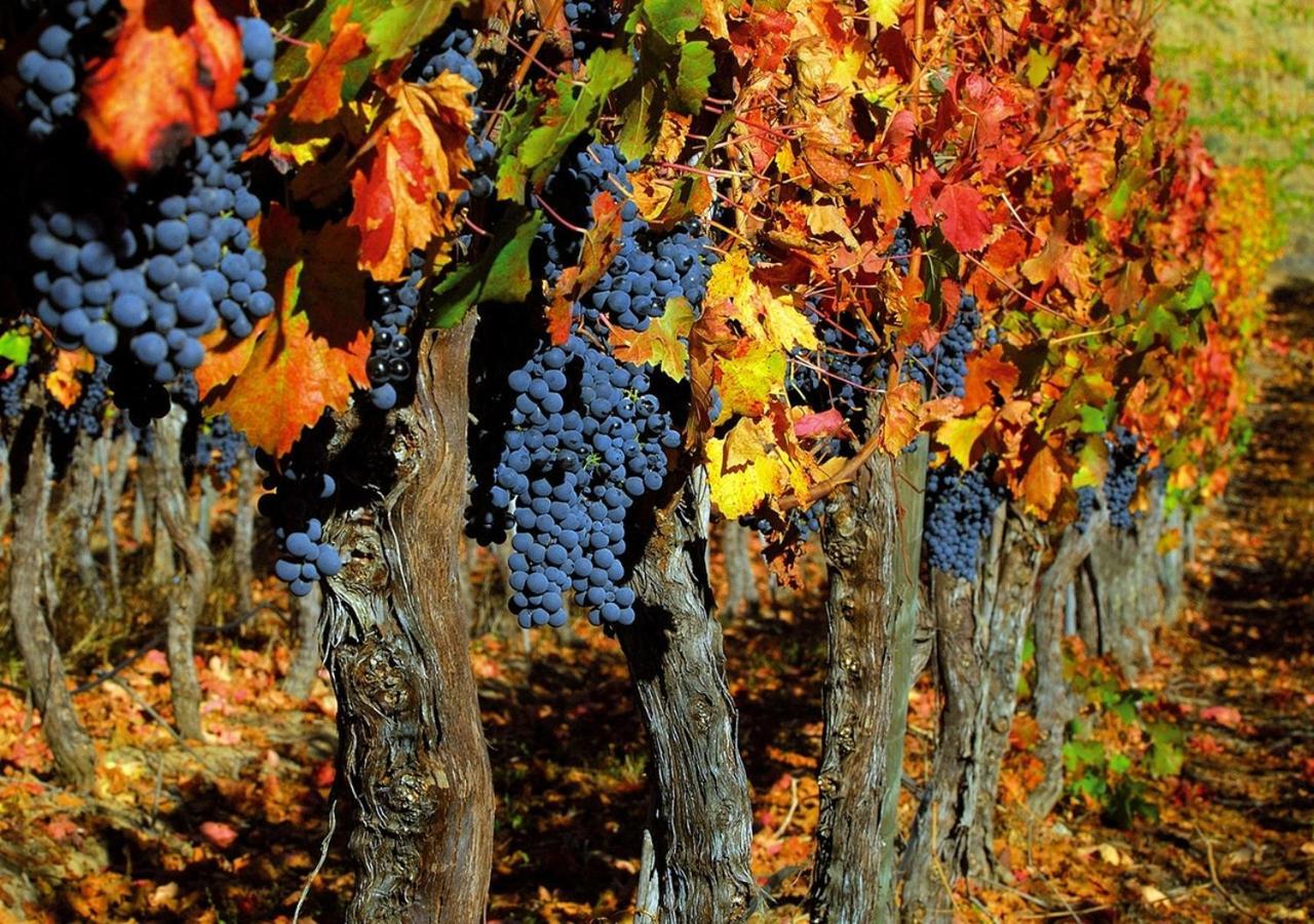 Masseria Le Querciole Fauglia Zewnętrze zdjęcie