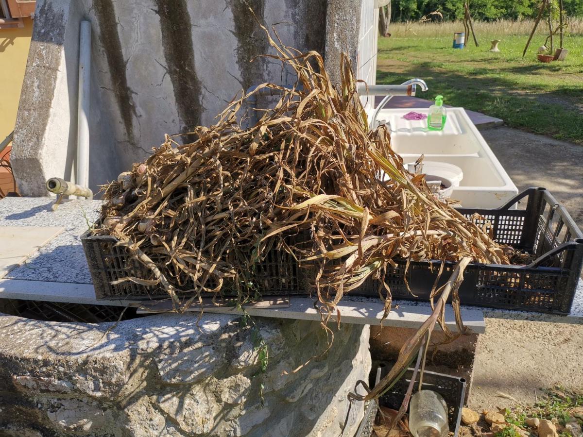 Masseria Le Querciole Fauglia Zewnętrze zdjęcie