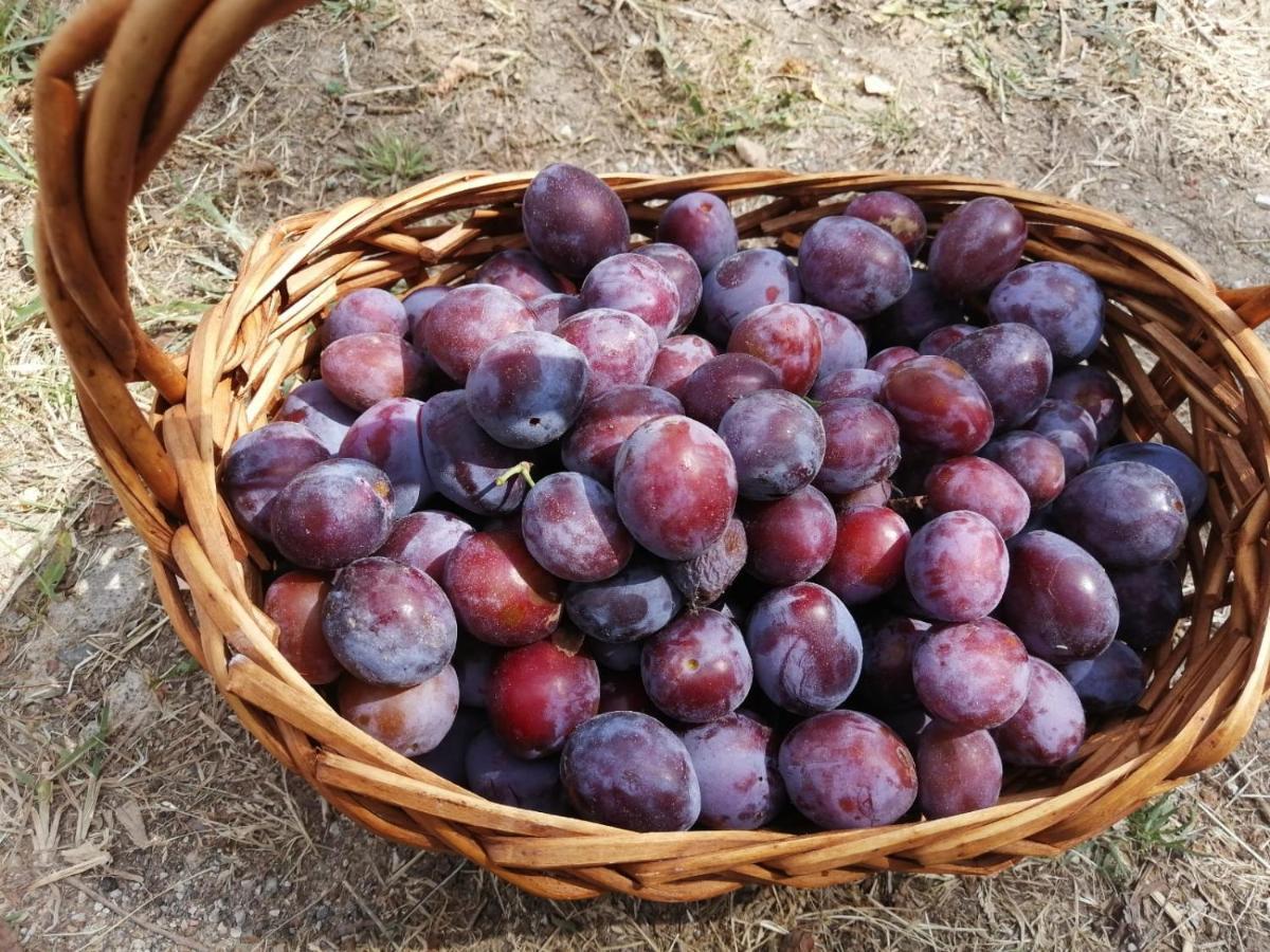 Masseria Le Querciole Fauglia Zewnętrze zdjęcie